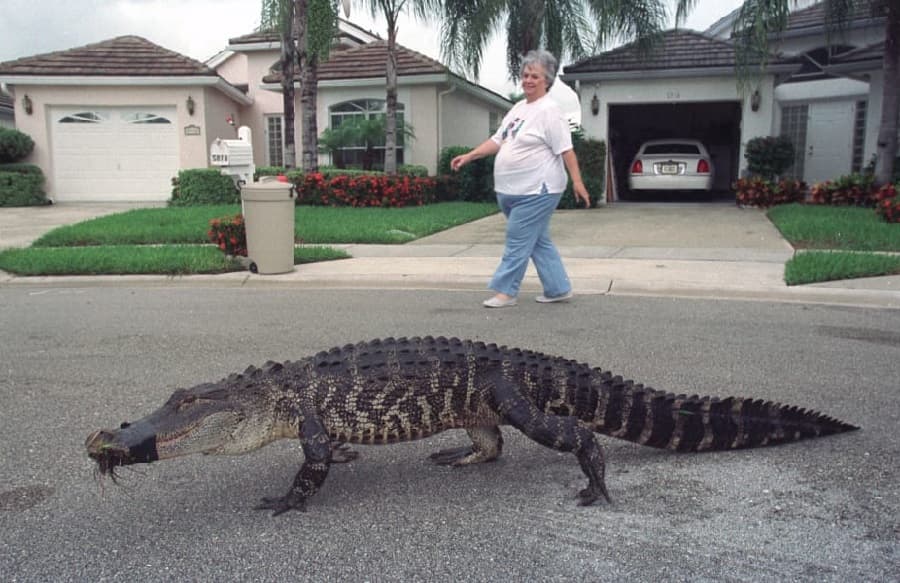 Алигаторы во Флориде