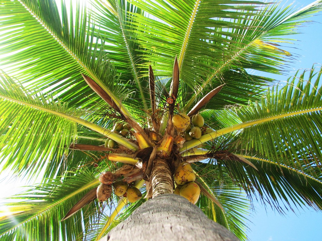 Кокосовая пальма на Терксе