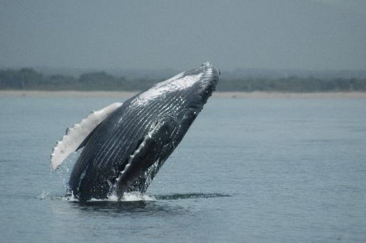 киты у острова Мариета