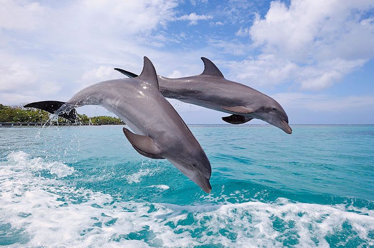 Море с дельфинами
