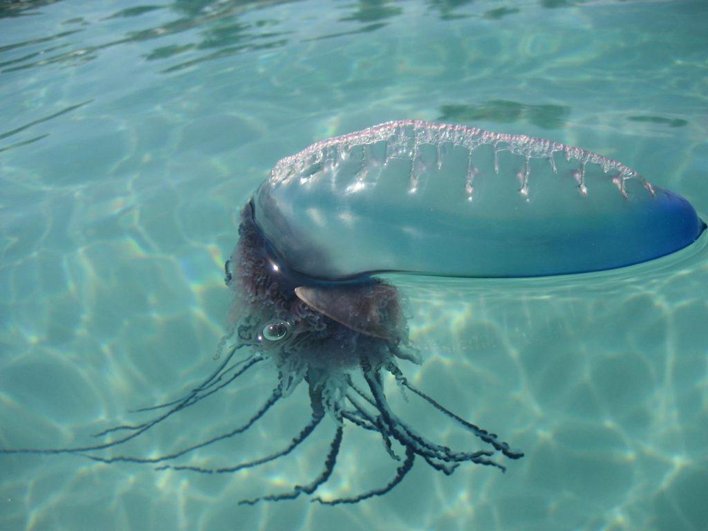 Медузы на пляже Варадеро