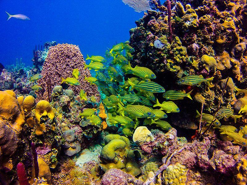 Коралловые рифы на Карибских островах
